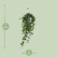 Hedera Helix Pitsburg - Suspendre/XXL - Ø17cm - ↕45cm - GREEN OASIS - SHOP Plantes vertes originales livrées à votre domicile