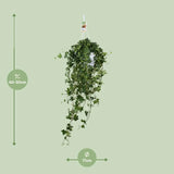 Hedera Helix Pitsburg - Suspendre/XXL - Ø17cm - ↕45cm - GREEN OASIS - SHOP Plantes vertes originales livrées à votre domicile