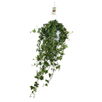 Hedera Helix Pitsburg - Suspendre/XXL - Ø17cm - ↕45cm - GREEN OASIS - SHOP Plantes vertes originales livrées à votre domicile