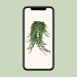 Hedera Helix Pitsburg - Suspension/XXL - Ø24cm - ↕60cm - GREEN OASIS - SHOP