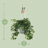 Hedera Helix Vert - Hangpot Blanc / Basic - Ø17cm - ↕40cm - GREEN OASIS - SHOP