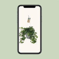 Hedera Helix Vert - Hangpot Blanc / Basic - Ø17cm - ↕cm - GREEN OASIS - SHOP Plantes vertes originales livrées à votre domicile