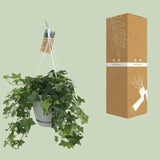 Hedera Helix Vert - Hangpot Blanc / Basic - Ø17cm - ↕40cm - GREEN OASIS - SHOP