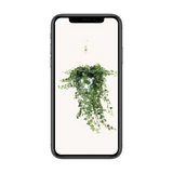 Hedera Wonder Vert - Ø24cm - ↕70cm Everspring