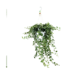 Hedera Wonder Vert - Ø24cm - ↕70cm Everspring
