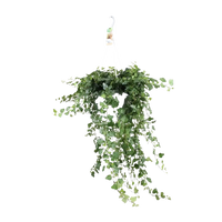 Hedera Wonder Vert - Ø24cm - ↕70cm Everspring