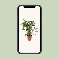 Homalomena Rubescens Maggy - Ø24cm - ↕90cm Everspring