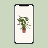 Homalomena Rubescens Maggy - Ø24cm - ↕90cm Everspring