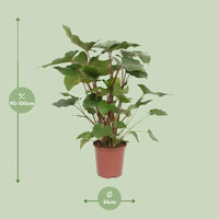 Homalomena Rubescens Maggy - Ø24cm - ↕90cm Everspring