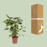 Homalomena Rubescens Maggy - Ø24cm - ↕90cm Everspring