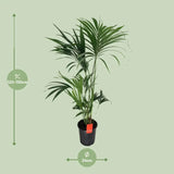 Howea Forsteriana - Ø24cm - ↕130cm - GREEN OASIS - SHOP