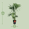 Howea Forsteriana - Ø24cm - ↕130cm - GREEN OASIS - SHOP