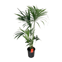 Howea Forsteriana - Ø24cm - ↕130cm - GREEN OASIS - SHOP