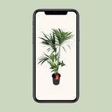 Howea Forsteriana - Ø24cm - ↕130cm - GREEN OASIS - SHOP