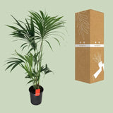 Howea Forsteriana - Ø24cm - ↕130cm - GREEN OASIS - SHOP