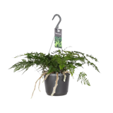 Humata Tyermannii - Ø17cm - ↕20cm Everspring