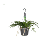 Humata Tyermannii - Ø17cm - ↕20cm Everspring