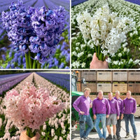 🌷 Jacinthe Show – 30 Bulbes pour 1 m² de Fleurs Parfumées – Taille 14/15.