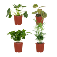 Jardinière respectueuse des animaux - 4 pièces - Ø12cm - ↕20-40cm Everspring