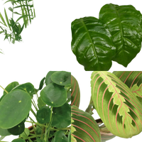 Jardinière respectueuse des animaux - 4 pièces - Ø12cm - ↕20-40cm Everspring