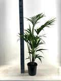 KENTIA - P21 H110 - 5PP - EcoLine (Howea Forsteriana - Ø21cm - ↕110cm - GREEN OASIS - SHOP
