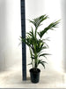 KENTIA - P21 H110 - 5PP - EcoLine (Howea Forsteriana - Ø21cm - ↕110cm - GREEN OASIS - SHOP