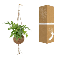 Kokodama Monstera Minima - Plante à trous - Ø15cm - ↕25cm Everspring