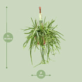 Lepismium Bolivianum - Ø17 ↕55 Everspring