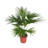Livistona Chinensis - 170 cm - ø27 - GREEN OASIS - SHOP