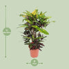 Mangue Codiaeum (Mangue Croton) - Ø27cm - ↕110cm Everspring