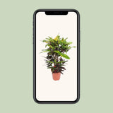 Mangue Codiaeum (Mangue Croton) - Ø27cm - ↕110cm Everspring