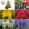 🌸 Medium Holland Mix – Pack Éco Durable, 50 Bulbes pour 1 m² de Fleurs Hollandaises – Taille 12+.