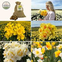 🌼 Medium Narcissus Mix – Pack Économique Durable, 50 Bulbes pour 1 m² de Fleurs – Taille 12/14.