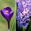 🌸 Mélange de bulbes bleu et Violet – 30 Bulbes à Fleurs pour un Jardin Éclatant - GREEN OASIS - SHOP