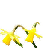 🌼 Mélange de bulbes sauvages – Pack Éco de 50 Bulbes - GREEN OASIS - SHOP