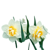 🌼 Mélange de bulbes sauvages – Pack Éco de 50 Bulbes - GREEN OASIS - SHOP