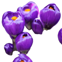 🌼 Mélange de bulbes sauvages – Pack Éco de 50 Bulbes - GREEN OASIS - SHOP