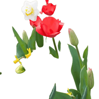 🌼 Mélange de bulbes sauvages – Pack Éco de 50 Bulbes - GREEN OASIS - SHOP