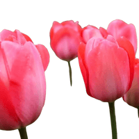 🌼 Mélange de bulbes sauvages – Pack Éco de 50 Bulbes - GREEN OASIS - SHOP