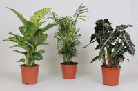 Mélange de plantes d'intérieur - 3 pièces - Ø17cm - ↕45 - 55cm - GREEN OASIS - SHOP