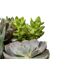 Mélange de plantes succulentes - 18 pièces - 10 cm - Ø8,5 Everspring