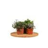 Mélange de plantes succulentes - 18 pièces - 10 cm - Ø8,5 Everspring