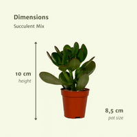 Mélange de plantes succulentes - 18 pièces - 10 cm - Ø8,5 Everspring