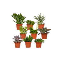 Mélange de plantes succulentes - 9 pièces - 10 cm - Ø8,5 Everspring