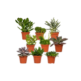 Mélange de plantes succulentes - 9 pièces - 10 cm - Ø8,5 Everspring