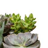 Mélange de plantes succulentes - 9 pièces - 10 cm - Ø8,5 Everspring