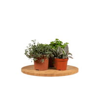 Mélange de plantes succulentes - 9 pièces - 10 cm - Ø8,5 Everspring