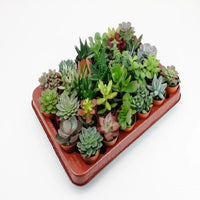 Mélange de Succulentes 30 pièces - 5,5 cm Everspring