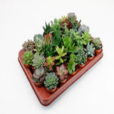 Mélange de Succulentes 30 pièces - 5,5 cm Everspring