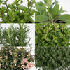 Mélange d'herbes aromatiques - 4 pièces - Ø14cm - ↕18cm Everspring